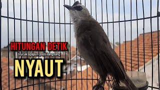 trucukan gacor TARUNG ROPEL PANJANG pancingan trucukan agar bunyi jadikan burung trucuk gacor EMOSI