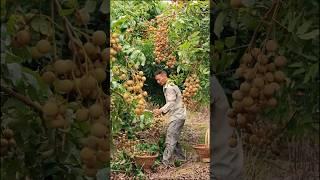 Let's Harvest the Sweetest Longan #satisfying @HappyFarm85