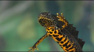 The Great Crested Newt - Conservation
