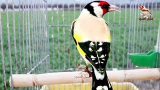 Best goldfinch song this day