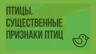 Птицы. Существенные признаки птиц. Видеоурок по окружающему миру 1 класс