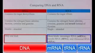 Comparison of DNA & RNA