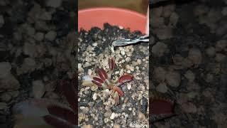 Venus atrapamoscas vs grillo batalla épica  #plantas #insectos #nature