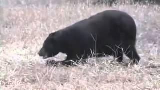 Странная походка медведя