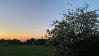 Song Thrush at Dusk