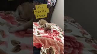 First time to go up the bed #trending #viral #happy #love #pets #dog #kiminotoriko #funny #shorts