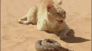 Combat pour leur survie dans le désert : chat vs serpent