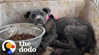 Puppy Thrown Out Like Trash Lives Like A Princess Now | The Dodo