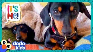 Doggy Sisters Are The QUEENS Of The House | Dodo Kids | It's Me!