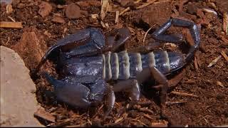 National Geographic Wild Deadly Scorpions Documentary HD 2019