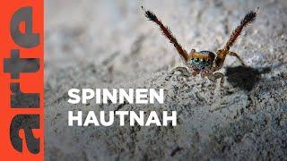 In den Fängen einer Spinne | Guck mal, wer da kreucht | ARTE Family