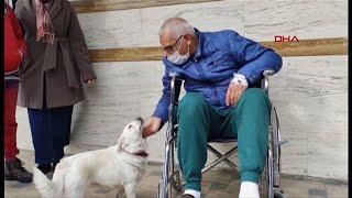 Patient dog (Boncuk) waits for days outside hospital for owner (Turkey) BBC News - 22nd January 2021