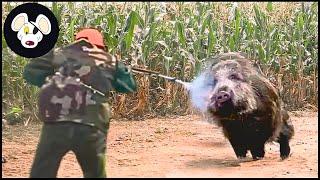 Top 120 - The Tough Fight Of American Hunters With The Wild Boars In The Field | Wild Boar Hunting