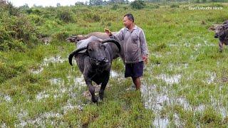 Tiga hari, di pedalaman kalimantan tengah, pagatan katingan kuala,