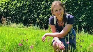 How to make a perennial flower meadow (in a small space) - Part 2 - No Mow May