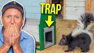 Will The Skunk Fall For The Trap?