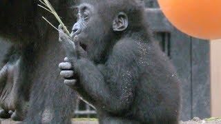 12/19キンタロウの１歳の誕生日①[Kyoto City Zoo] 12/19 Kintaro's first birthday