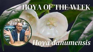 Hoya danumensis will make you fall in love with thin leaved hoyas | Hoya of the Week