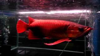 Super Red Arowana Video 4