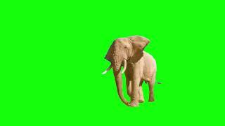 Футаж Слон на зелёном фоне Хромакей анимация Elephant Green screen animation footage