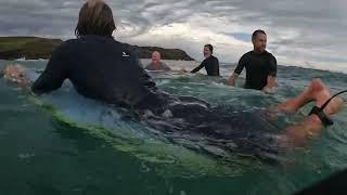 Great White Shark Encounter on Coffs Coast