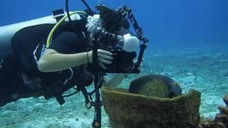 Underwater Photography Internship in Cozumel México by Ocean Nomads