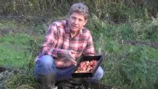 GROWING OCA   Or New Zealand Yam