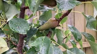 Plant Dwarf Fruit Trees For Easy Harvests!