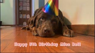 my dog turned five!! (birthday vlog and song!)