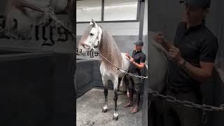 Matt, giving scratches to his Stallion!! #horses #short #viral ￼