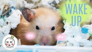 Waking Up A Hamster