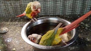 Conure Parrot bath time || Crimson bellied conure Surprising breeding progress || Rajdip Aviary 