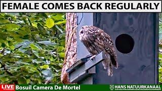 Mother Tawny Owl keeps watch outside on her perch  (1:20 hours, full recording)