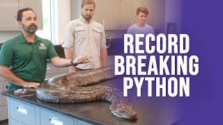 Record breaking Python found in the Florida Everglades