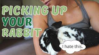 How To Pick Up A Rabbit | What if your rabbit hates it?