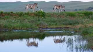 Zebras walking by