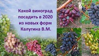 @Какой виноград посадить в 2020 из новых форм Калугина