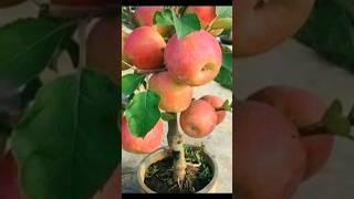 Apple Fruit Plant || Apple Fruit Plant From Cuttings using Aloe Vera gel #shorts #short