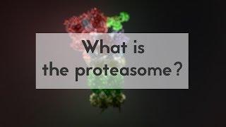 What is the proteasome?