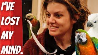 My WORST Day With 10 Parrots!Watch This Video Before Getting A Bird! (Vinny Subtitles)