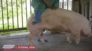 KNOWLEDGE PRODUCTS - Heat Detection in Swine