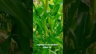 Tanaman jagung subur #shorts #jagung #tanamjagung #panenjagung #petanimuda