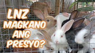 Rabbit Farming | LNZ Magkano Ang Presyo? Lugi O Kikita? | LNZ Alagang Integra 3000