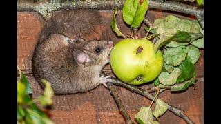 Im Obstgarten des Siebenschläfers