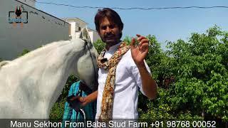 Punjab ~ Nukra Horses King Actor,Stud Farm Owner,Super Model Baba Stud Farm NUKRA HORSES