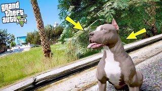 1 YAVRU PİTBULL 10 SOKAK KÖPEĞİNE KARŞI! - GTA 5 PİTBULL MODU