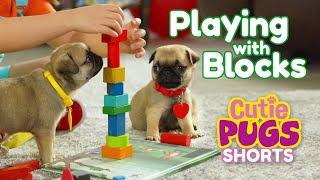 Playing with Blocks | Cutie Pugs | Animals for Kids