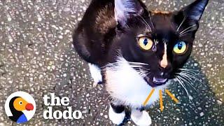 Stray Cat Starts Showing Up At Couple's New House  | The Dodo