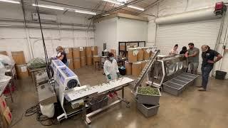 Fully Automated Cannabis Processing - hundreds of pounds per hour! Mobius Trimmer