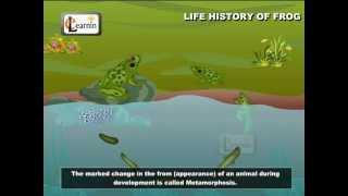 Life Cycle Of A Frog | Frog Metamorphosis | Elementry Science | Elearnin